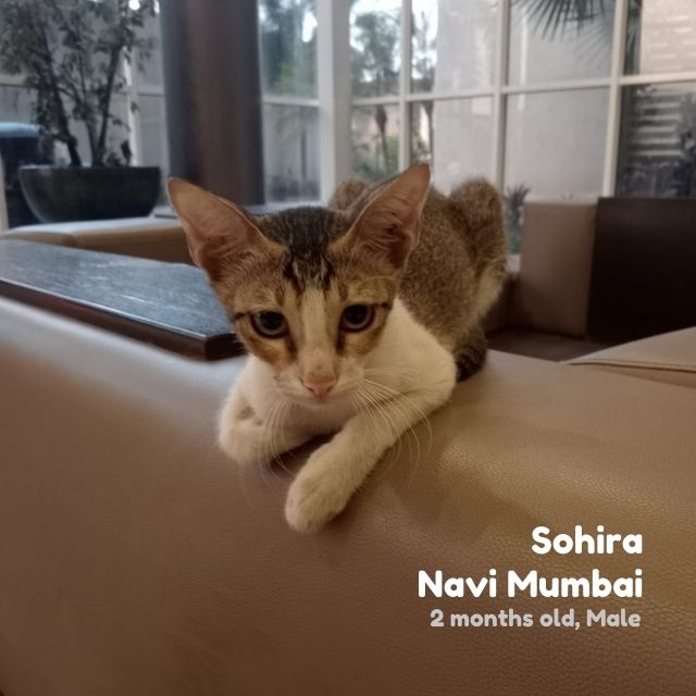 Sohira, Male Cat Navi Mumbai